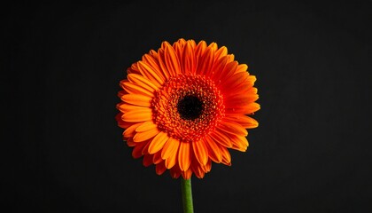 Orangefarbene Gerbera &ndash; moderne Frische