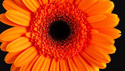 Orangefarbene Gerbera &ndash; moderne Frische