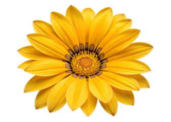 Top view of a bright yellow Gazania daisy flower, full bloom. Isolated on transparent background