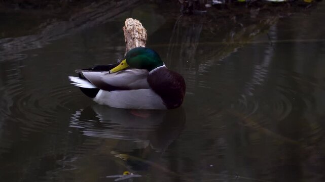 水辺で毛繕いをする真鴨