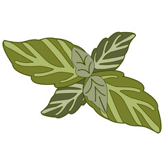 The Basil leaves fresh sprig illustration