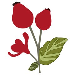 Illustration of Rosehips with Flower and Leaf