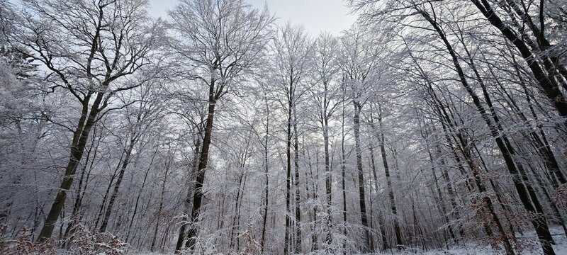 Winterwald