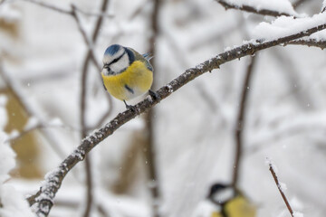 Front view of a blue tit Cyanistes caeruleus perched on a snowy branch during winter. Expressive bird portrait in natural woodland setting. © Jakob