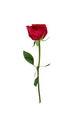 Single Red Rose with Green Leaves on Long Stem Isolated on Transparent Background. Aesthetic Concept of Romance, Valentines Day, Love, and Elegant Floral Decorations for Professional Greeting Designs