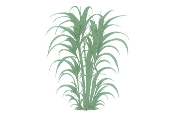 Obraz premium Sugarcane plant with green leaves and thick stalks. Growing tropical crop isolated on transparent background
