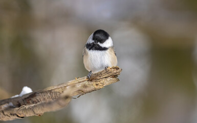 Obraz premium Black-capped Chickadee 