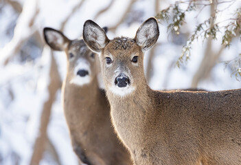 White-tailed Deer in winter. 