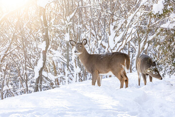 White-tailed Deer in winter. 