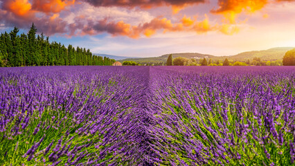 Lavender fields in Provence, France. Rows of vibrant lavender bloom in a picturesque setting in Provence, France. The purple lavender contrast beautifully with the colors of the sky, Provence, France.