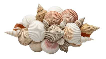 Natural Sea Shells Collection Isolated on White Background