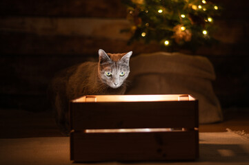 Russian Blue cat looking into glowing gift box with Christmas tree lights