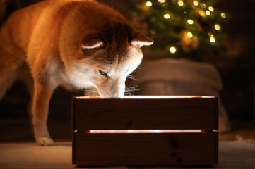 Shiba Inu dog looking into glowing gift box with Christmas tree lights