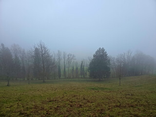 Germany, Black Forest, Magical foggy green pasture near woodland in calm winter scenery