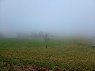 Germany, Black Forest, Foggy winter pasture at forest edge with green grass and misty atmosphere
