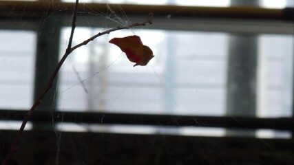 we are feeling lonely looking at Fallen leaf