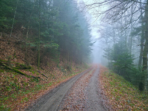 Germany, Black Forest, Dreamy foggy winter forest trail with evergreen trees and leaf covered ground