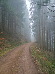 Germany, Black Forest, Peaceful foggy winter hiking trail through evergreen woodland landscape