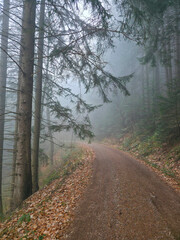 Germany, Black Forest, Atmospheric foggy winter forest path with green conifers and fallen leaves