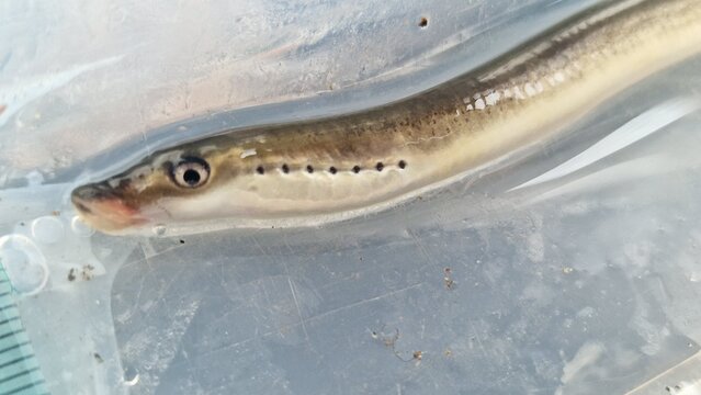 The European brook lamprey is a small, jawless freshwater vertebrate found in clean streams and small rivers across Europe. It has an eel-like, scaleless body and spends most of its life as a larva bu