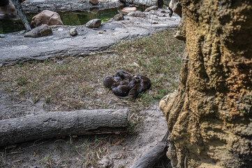 A pile of pure fuzzy peace, Jacksonville Zoo, Jacksonville, Florida, United States of America