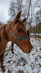 brown horse on the pasture on winter meadow