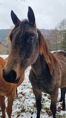 brown horse on the pasture on winter meadow