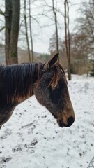 brown horse on the pasture on winter meadow