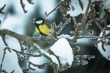 Great tit (Parus major) © zamass