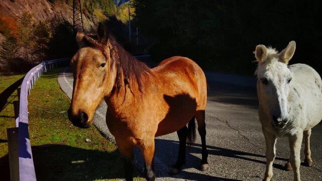 Brown horse and white donkey standing close on farm road, sunset glow casting warm light, soft shadows over fence and grass, curious expressions, village greeters in peaceful barnyard scene, cozy