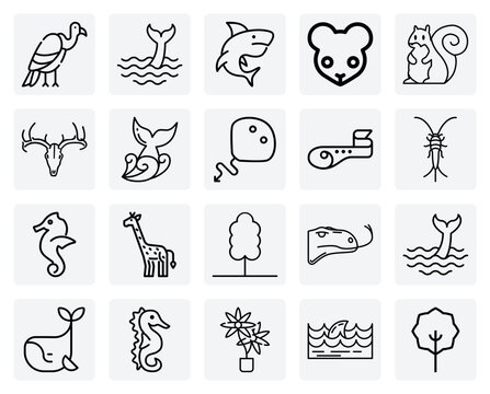 Animal Kingdom Variety &ndash; Showcasing Unique Creatures Like The Umbrellabird, Fin Whale, And Komodo Dragon For Documentary Visuals