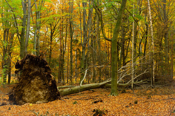 Gęstwina w lesie utworzona przez młode drzewa i krzewy liściaste. Jest jesień, liście na drzewach mają żółty i brązowy kolor. Pośrodku widać korzenie i pień dużego, powalonego drzewa. © boguslavus