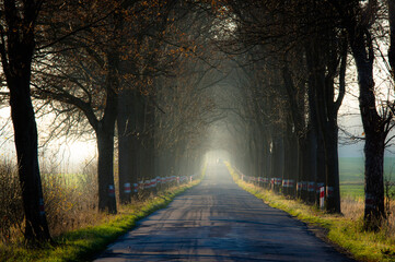 Lokalna, wąska, wyboista asfaltowa droga. Po obu stronach drogi jest szpaler bezlistnych, wysokich drzew. W oddali widać unoszący się nad drogą opar mgły.