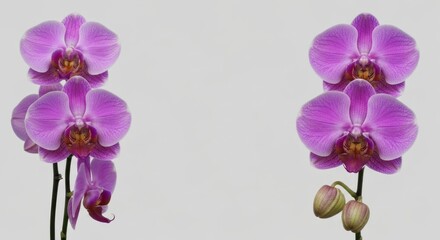 Two symmetrical pink orchid stems on a gray background