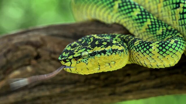 Wagler's pit viper (Tropidolaemus wagleri) is a species of venomous snake native to South East Asia i.e. Indonesia and Malaysia.