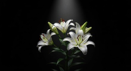 White lilies illuminated by a spotlight on black
