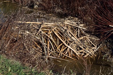 Bieberdamm in Pacsmag, Ungarn, Nahaufnahme