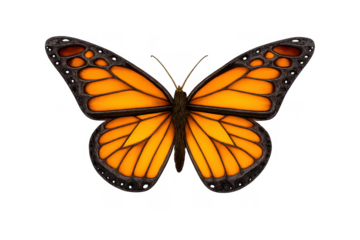 Monarch butterfly wings displaying black and orange patterns, isolated insect on transparent background, symbolizing transformation and nature