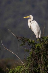 A large white egret perched high in a tree watches over the surroundings.