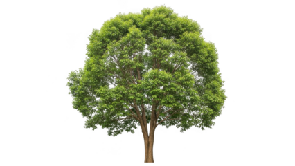 A single, lush green tree standing alone