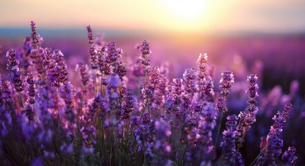 Fototapeta premium Lavender field glowing at sunset with soft purple flowers and shallow focus, ideal for wellness design, relaxation branding, mindfulness themes, and calming backgrounds