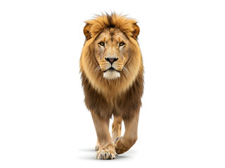 Majestic Male Lion Walking, Isolated on White Background. Powerful African Big Cat, Front View Portrait for Wildlife, Strength, and Leadership Concepts.