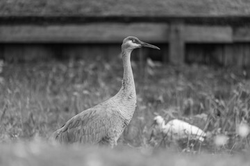 A sandhill crane stands in a beautiful pond in Pasco County, Tampa Bay, Florida, surrounded by graceful white egrets wading nearby. The calm water reflects the birds as they feed and preen in harmony 