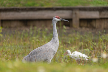 A sandhill crane stands in a beautiful pond in Pasco County, Tampa Bay, Florida, surrounded by graceful white egrets wading nearby. The calm water reflects the birds as they feed and preen in harmony 