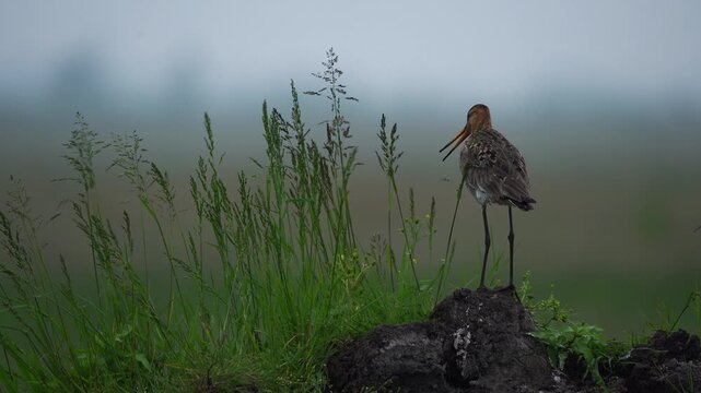A male Black-tailed godwits (limosa limosa) alarming in the neighbourhood of its nest
