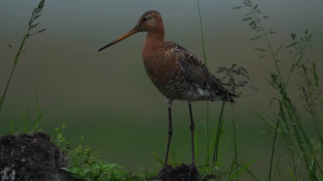 A male Black-tailed godwits (limosa limosa) alarming in the neighbourhood of its nest