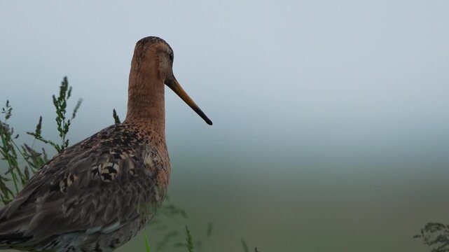 A male Black-tailed godwits (limosa limosa) alarming in the neighbourhood of its nest