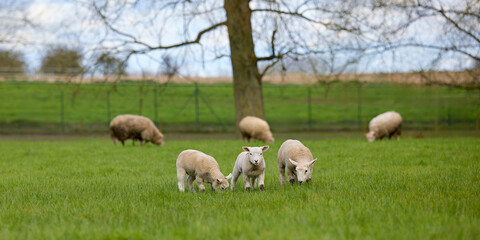 Cute lambs and adult sheep graze peacefully in a lush green pasture with a large tree in the background under a cloudy sky.