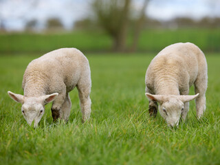 Two adorable lambs peacefully graze in a vibrant green pasture. Their soft woolly coats stand out...