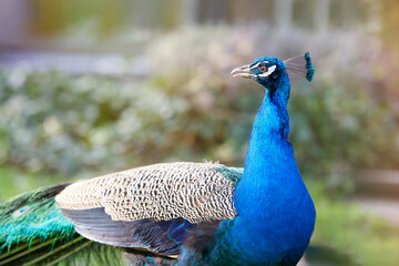 Vibrant blue peacock captured in a close-up, showcasing its striking colors and elegant posture against a soft, blurred natural background.
